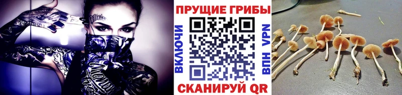 Галлюциногенные грибы Cubensis  где можно купить   маркетплейс наркотические препараты  Октябрьск  кракен ONION 